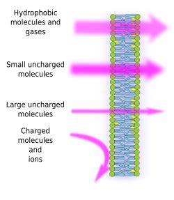 measure membrane thickness|factors that affect membrane permeability.